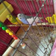 مرغ عشق مولد