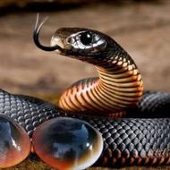 مهره مار اصل شناسنامه دار290مگاهرتز