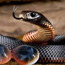 مهره مار اصل شناسنامه دار290مگاهرتز