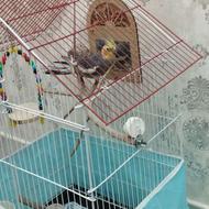 عروس هلندی.