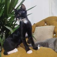 واگذاری دختر تاکسیدو سفید مشکی