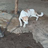 سگ نرسراب 3 ساله