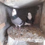 کفتر دهنجور خوب