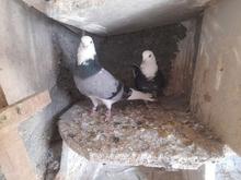 کفتر دهنجور خوب در شیپور