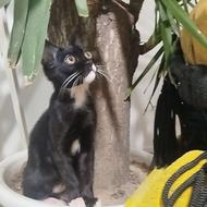 واگذاری رایگان گربه دو رگه خوشگل