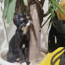 واگذاری رایگان گربه دو رگه خوشگل