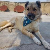 واگذاری رایگان سگ بزرگ بسیار اجتماعی ، آدم گیر نیست