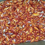 ماهی قرمز گلدفیش تنگ ماهی