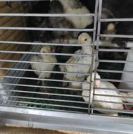 فروش جوجه بر هما چهل روزه تا دوماهه