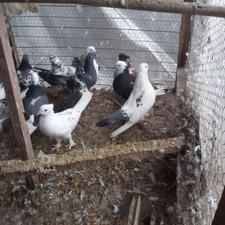 کبوتر پرشی معاوضه با لاری وقناری یا طوطی عروس