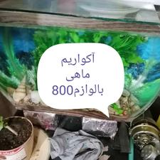 آکواریم سالم سالم بالوازم داخلش