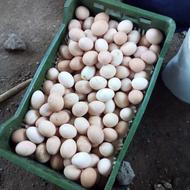 تخم غاز تخم مرغ نطفه دار موجوده تخم باقلبون تخم اردک موجوده