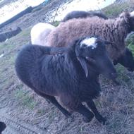 بره قوچ 14 ماهه تخمی