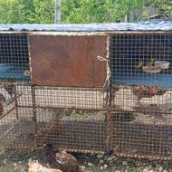 1عدد قفس فوقالعاده محکم و اساسی برای نگهداری انواع پرندگان