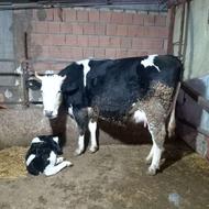 گاو داشتی شیری