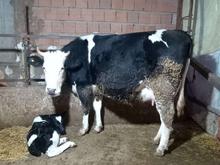 گاو داشتی شیری در شیپور