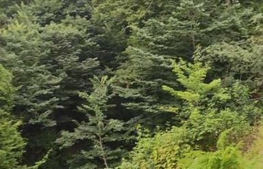 زمین ویلایی