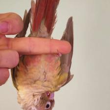 طوطی گرینچیک