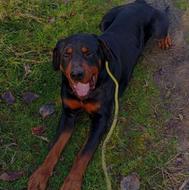 سگ روت فایلر واگذاری