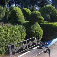 هرس انواع درختان زینتی وکاج ومرکبات(تماس09116776358)