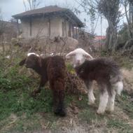 بره نر شیرخار