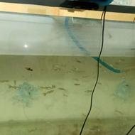 اکواریم باماهی کوپی