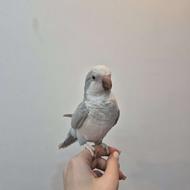 طوطی راهب بلو اسکای