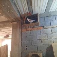 کبوتر نر پرشی