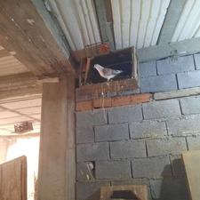 کبوتر نر پرشی