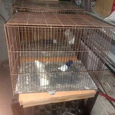 قفس 30×50 پرنده