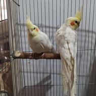 عروس هلندی جفت همراه با تخم