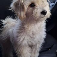 سگ شیتزو ماده4 ماهه واگذاری