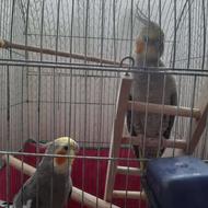 طوطی عروس جفت