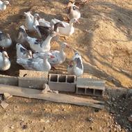 غاز محلی درشت چاق