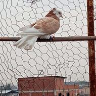 کبوتر پشدار