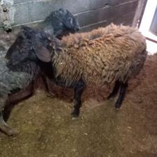 باسلام یک رس بره نره برای نگهداشتن یا قربانی