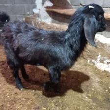 باسلام یک رس بزغاله قوش دراز ماده