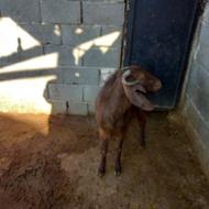 باسلام یک رس بز جوان آبستن قوش دراز برای نگهداشتن الی