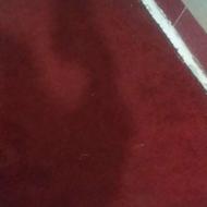 پالاز موکت 9 متری زرشکی