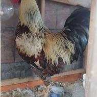 خروس محلی درشت