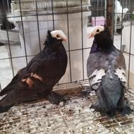 کبوتر زینتی