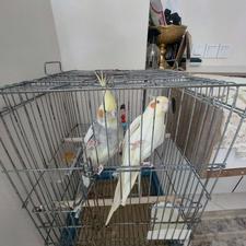 فروش عروس هلندی