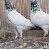 کبوتر اصیل و کاردرست