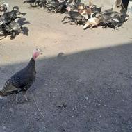 بوقلمون 7ماهه