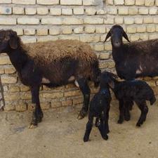 میش و بره جوان