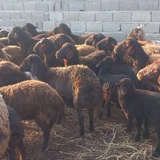 میش افشاری بره دار