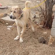 توله آرتور 18ماهه