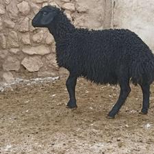 بره قوچ موفر