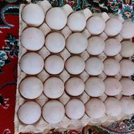 تخم مرغ اردکی