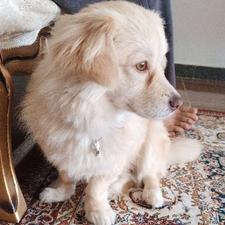 واگذاری سگ خانگی